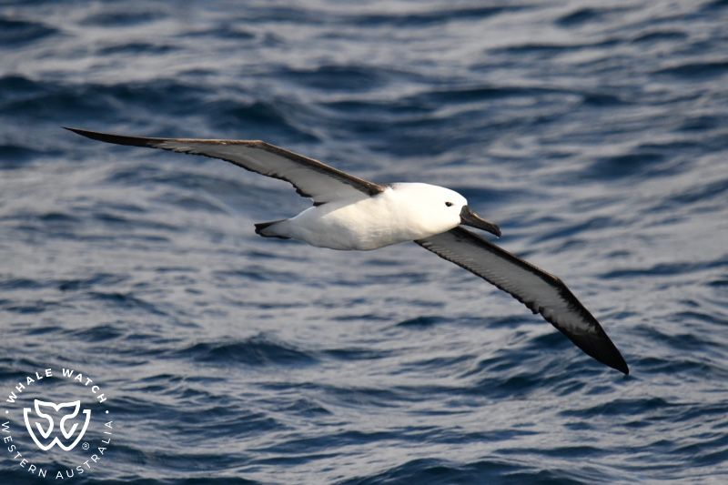 Whale Watch Western Australia