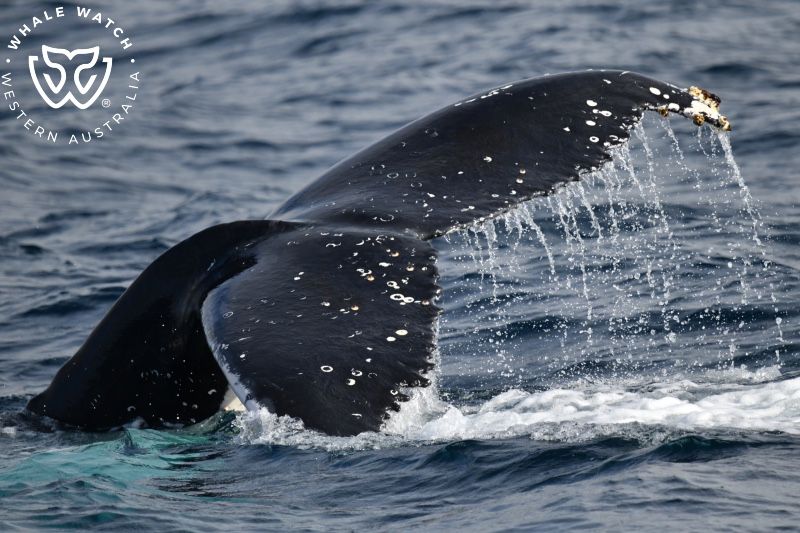 Whale Watch Western Australia