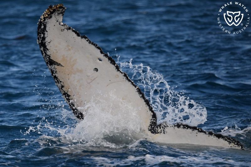 Whale Watch Western Australia