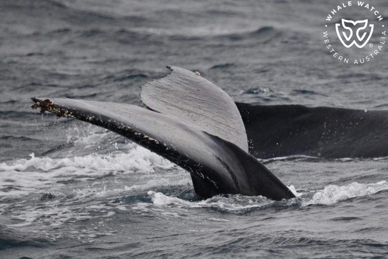 Whale Watch Western Australia