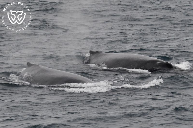 Whale Watch Western Australia