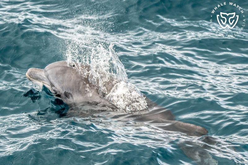 Whale Watch Western Australia