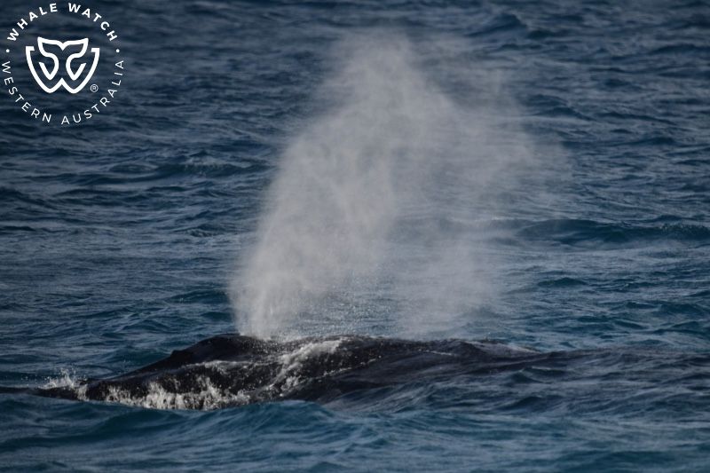 Whale Watch Western Australia