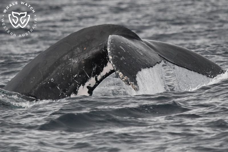Whale Watch Western Australia