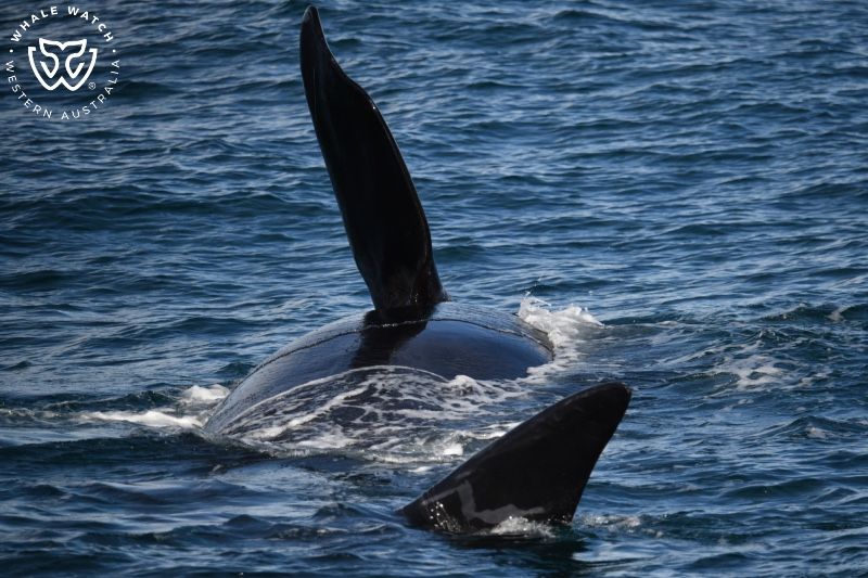 Whale Watch Western Australia