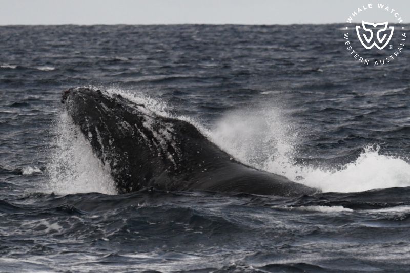 Whale Watch Western Australia
