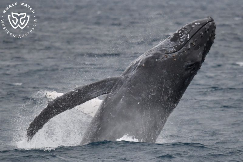 Whale Watch Western Australia