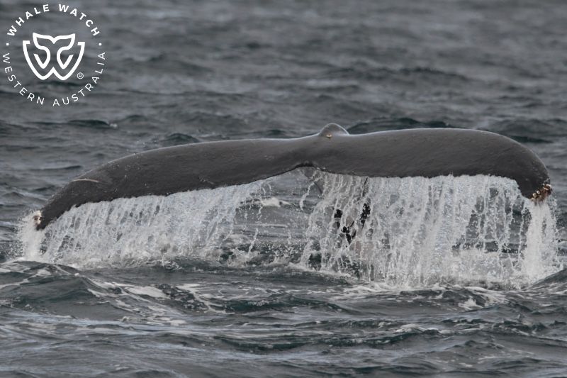 Whale Watch Western Australia
