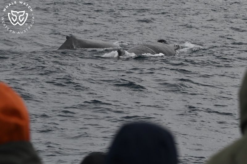 Whale Watch Western Australia