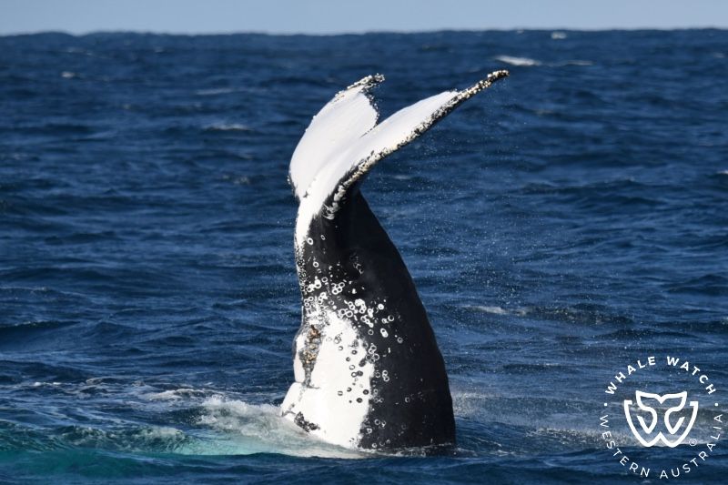 Whale Watch Western Australia