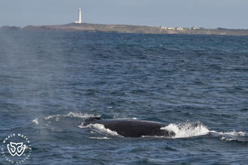 Whale Watch Western Australia