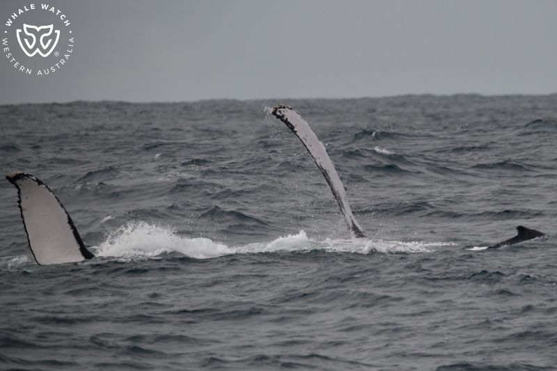 Whale Watch Western Australia