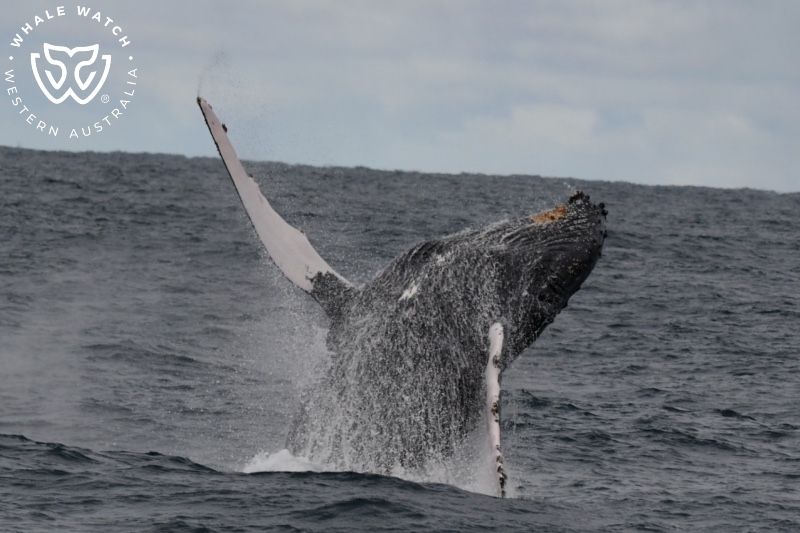 Whale Watch Western Australia