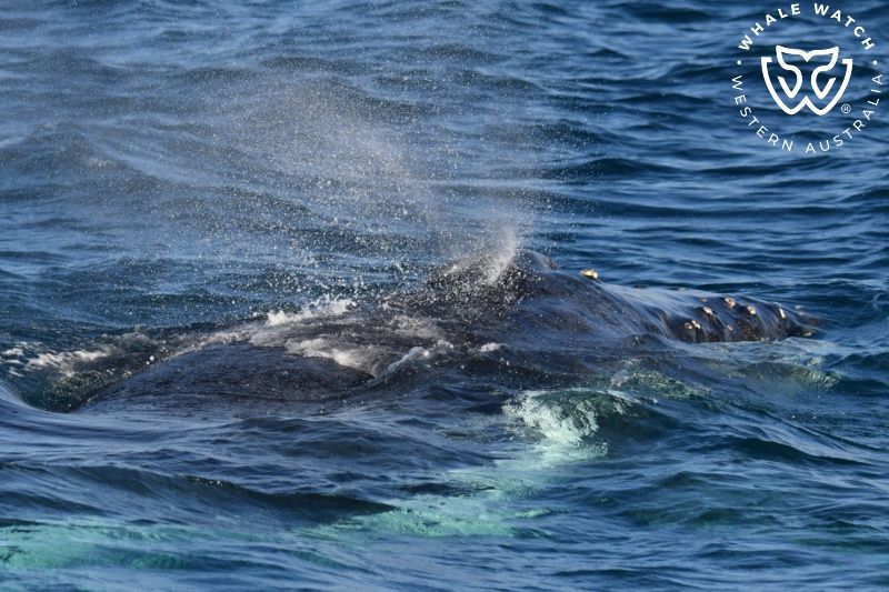Whale Watch Western Australia