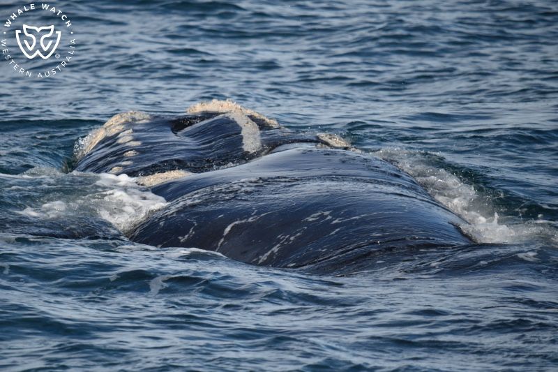 Whale Watch Western Australia