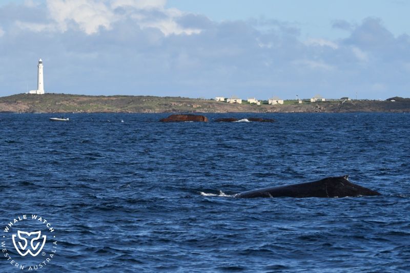 Whale Watch Western Australia