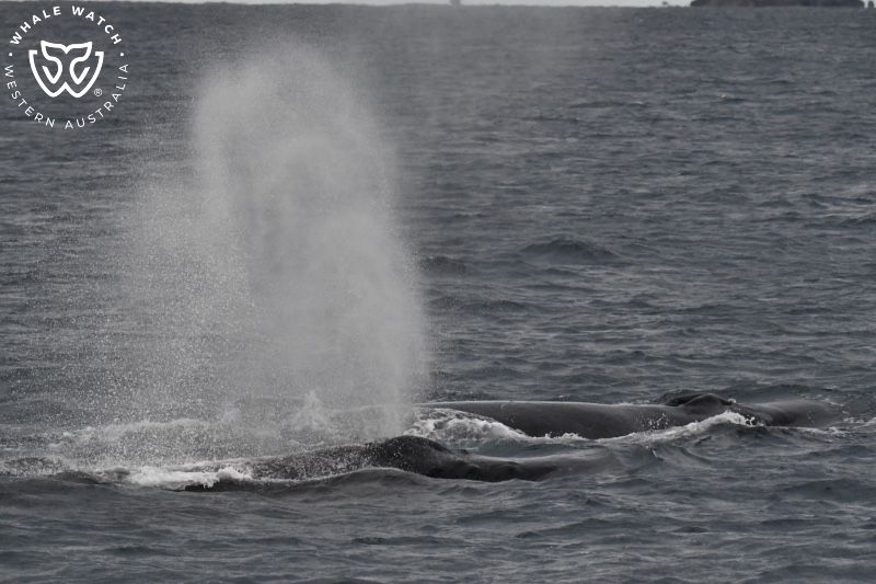 Whale Watch Western Australia