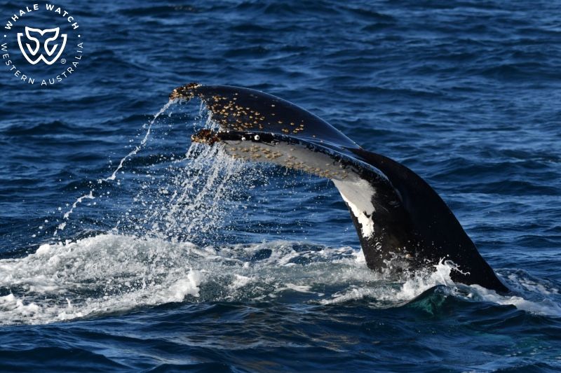 Whale Watch Western Australia