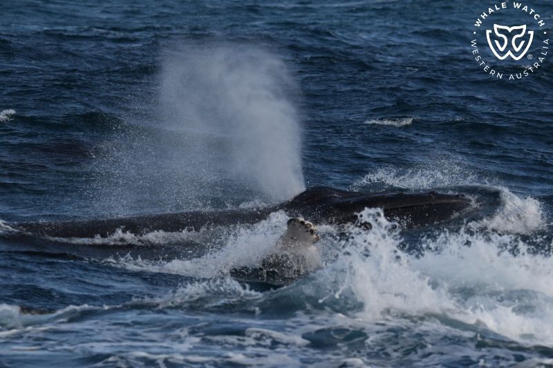 Whale Watch Western Australia