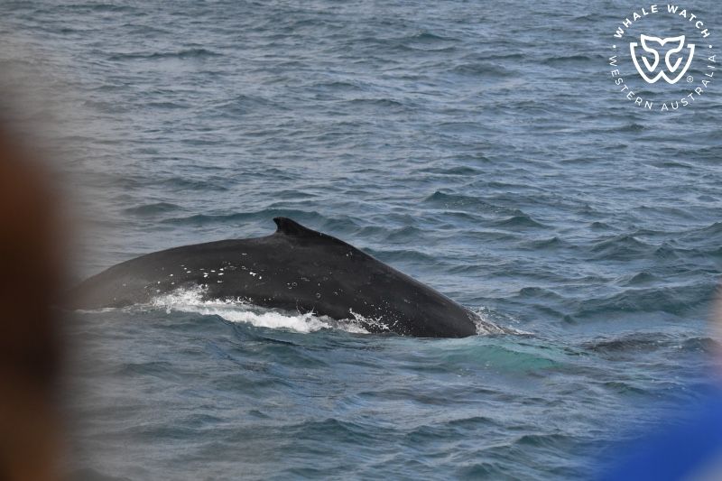 Whale Watch Western Australia