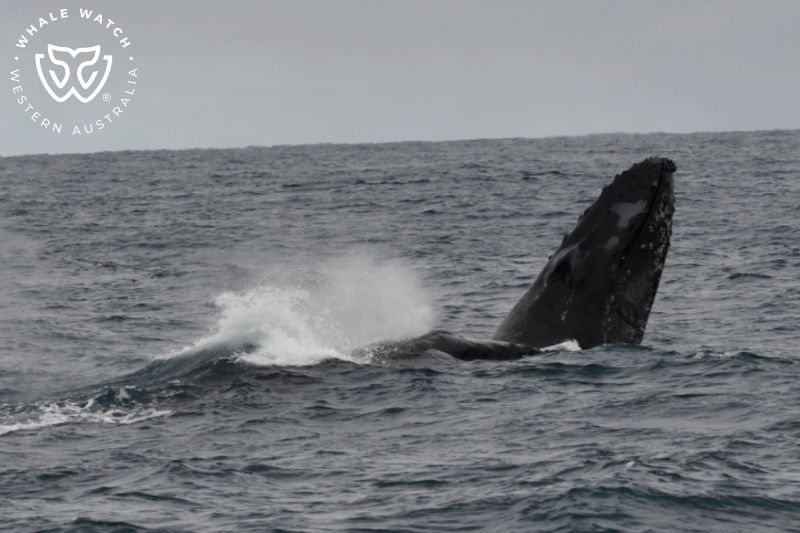 Whale Watch Western Australia