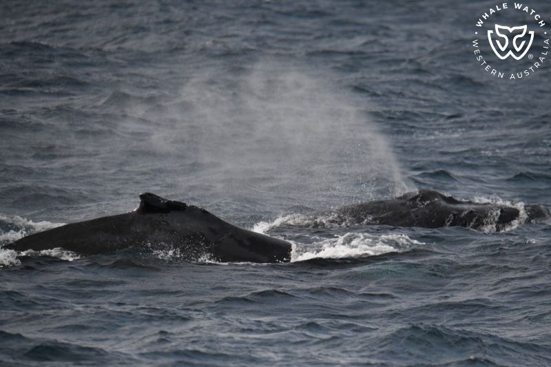 Whale Watch Western Australia