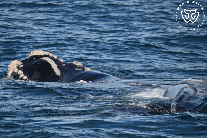 Whale Watch Western Australia