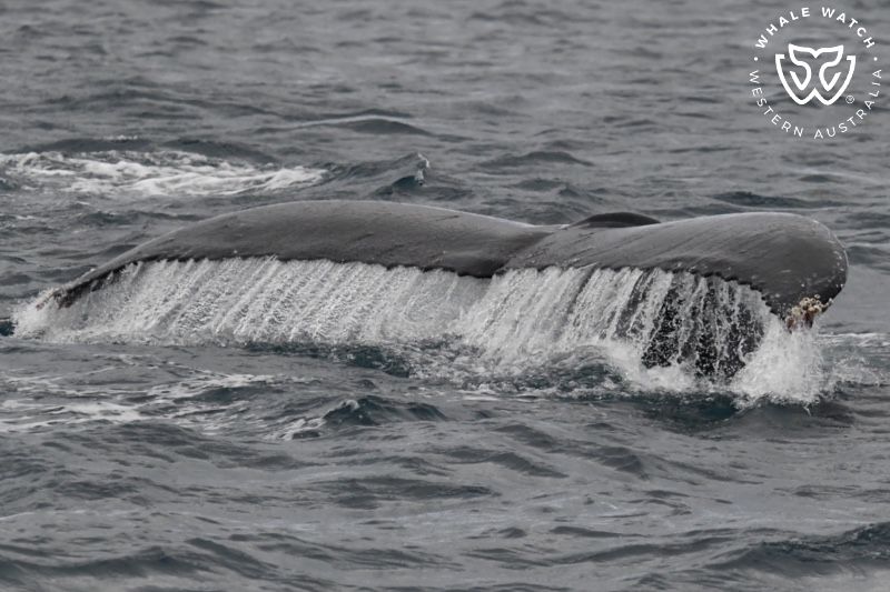Whale Watch Western Australia
