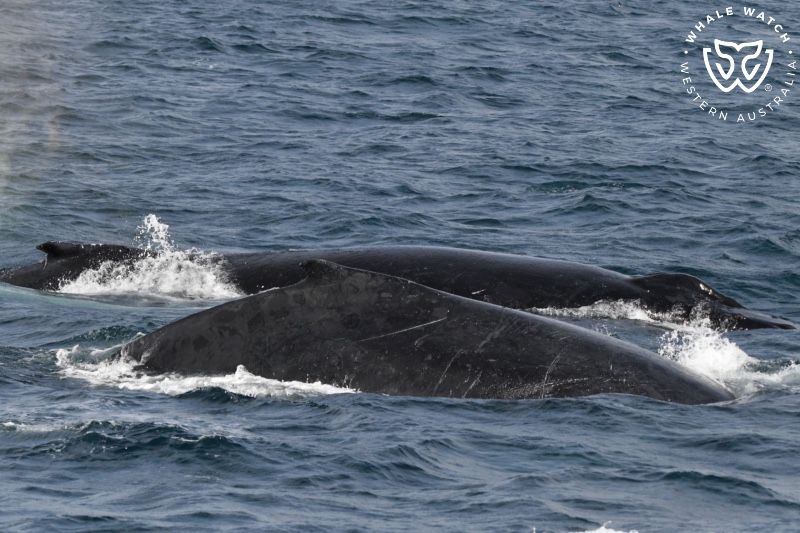 Whale Watch Western Australia