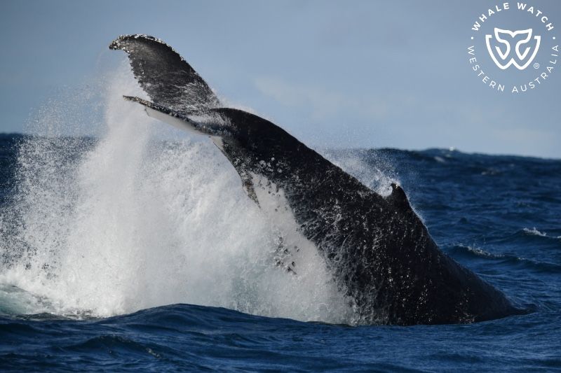 Whale Watch Western Australia