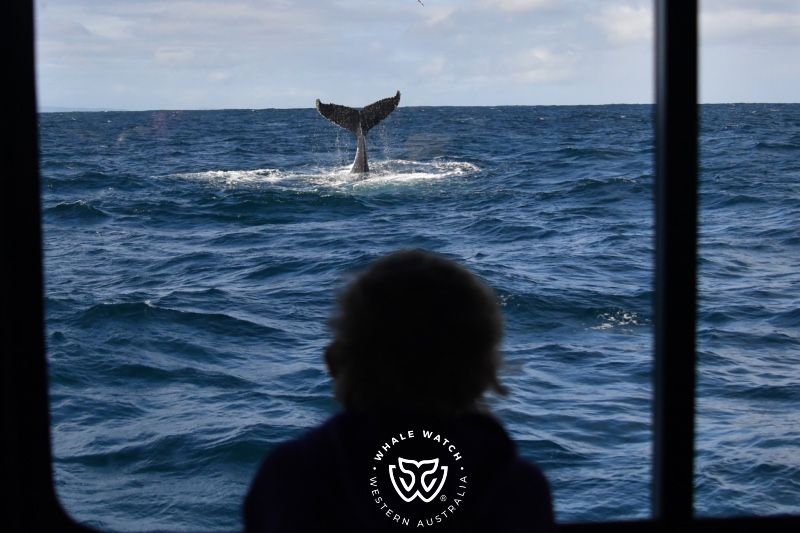 Whale Watch Western Australia
