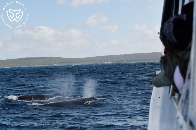 Whale Watch Western Australia