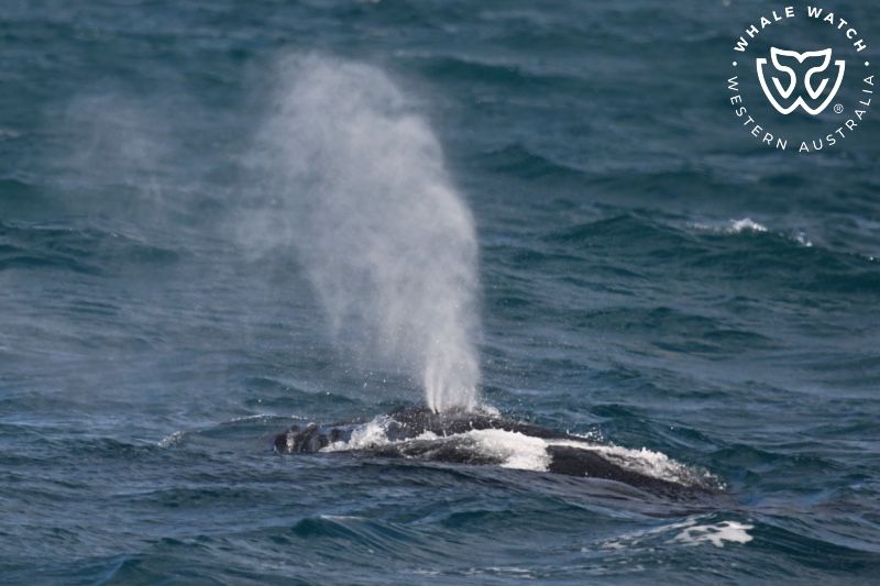 Whale Watch Western Australia