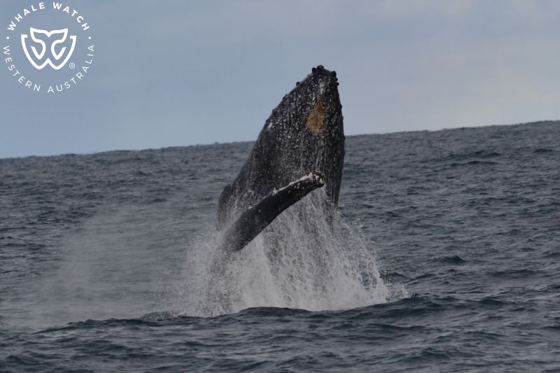 Whale Watch Western Australia