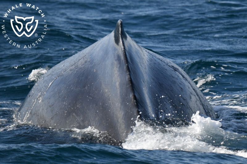Whale Watch Western Australia