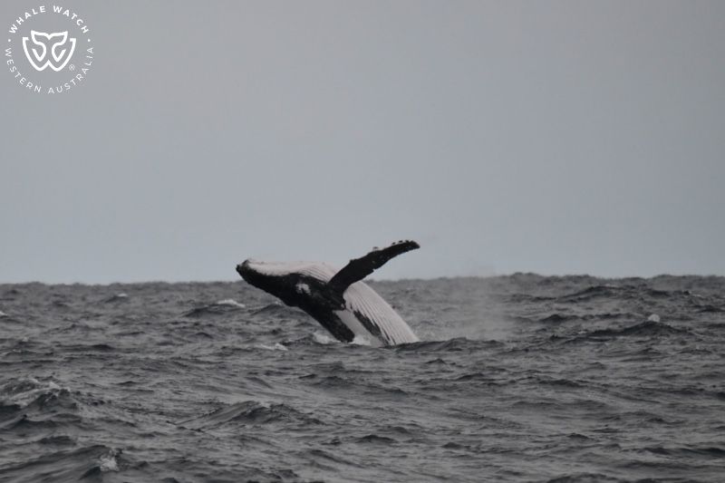 Whale Watch Western Australia