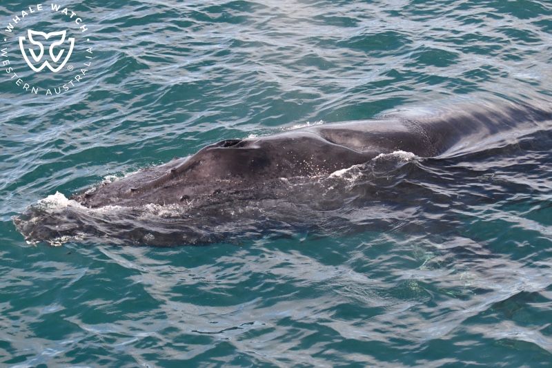 Whale Watch Western Australia