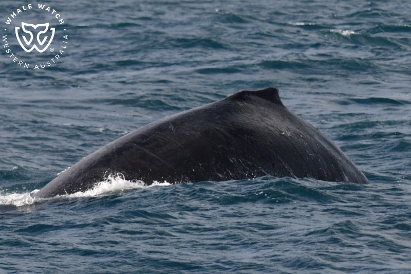 Whale Watch Western Australia