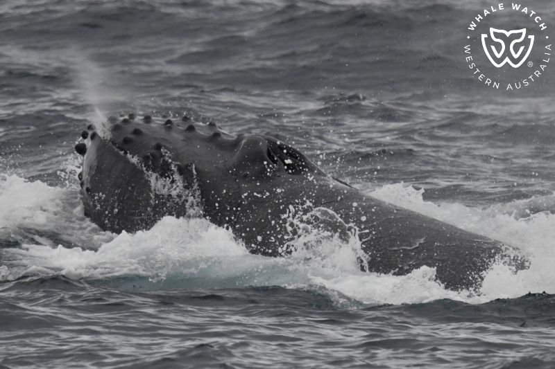 Whale Watch Western Australia