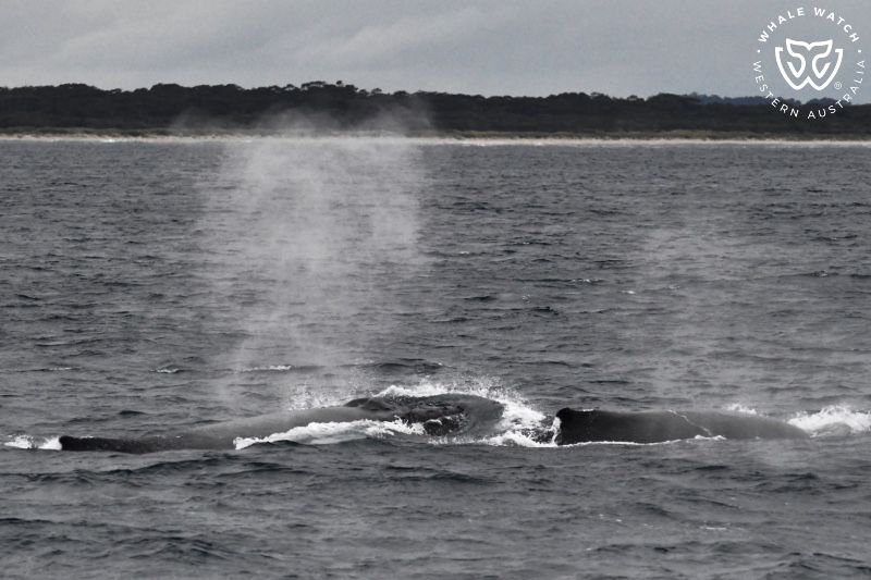 Whale Watch Western Australia