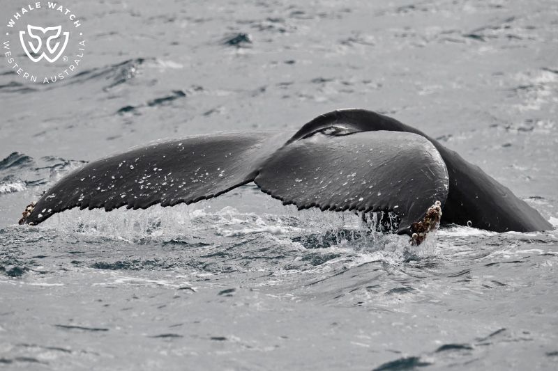 Whale Watch Western Australia