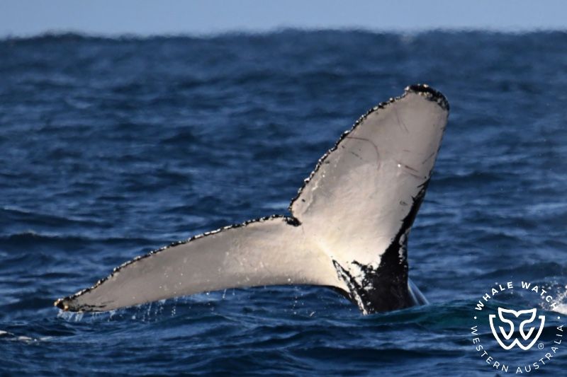 Whale Watch Western Australia