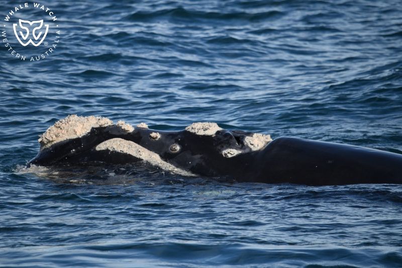 Whale Watch Western Australia