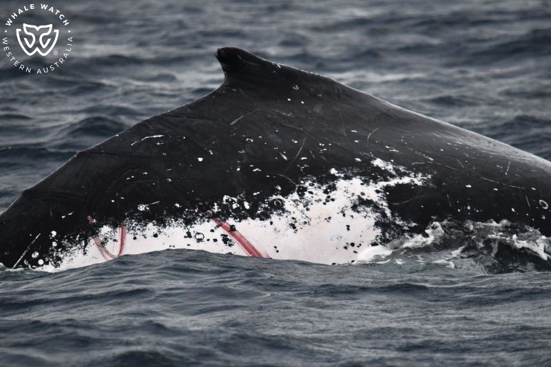Whale Watch Western Australia