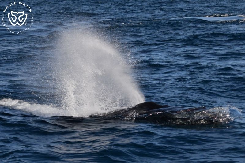 Whale Watch Western Australia