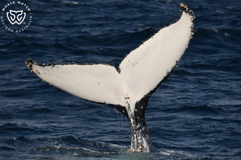 Whale Watch Western Australia