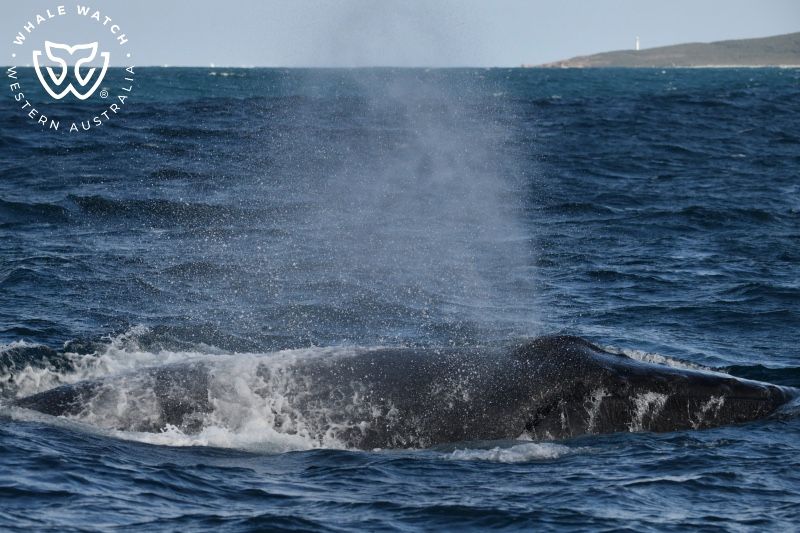 Whale Watch Western Australia