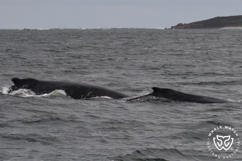 Whale Watch Western Australia