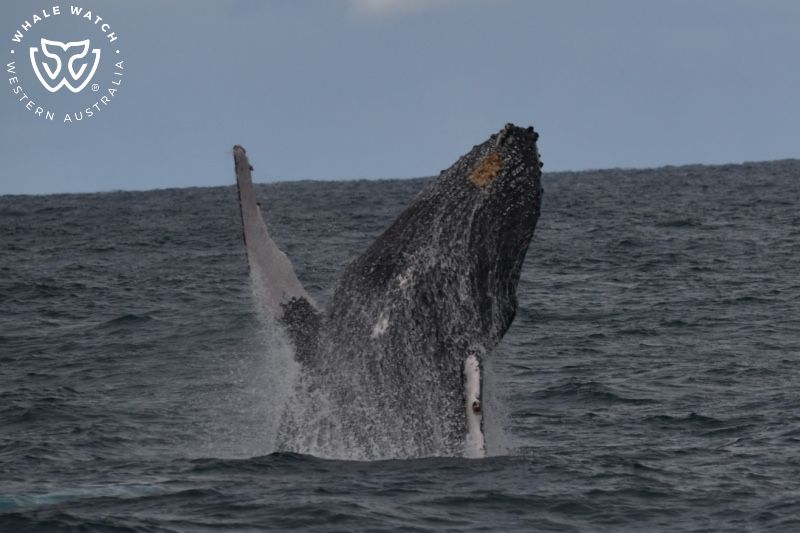 Whale Watch Western Australia