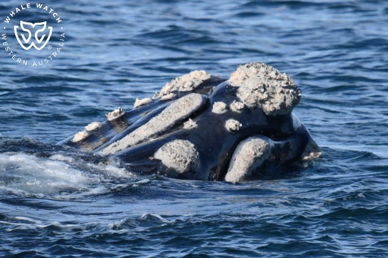 Whale Watch Western Australia